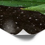 ガラスに雨粒が付いた白いチューリップ ポスター (コーナー)