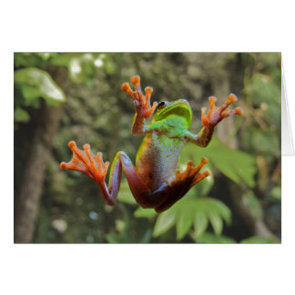 ガラスのカエル