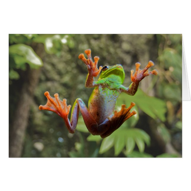 ガラスのカエル (正面横)