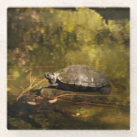 ガラスのコースター – Turtle on Log in Pond ガラスコースター (正面)