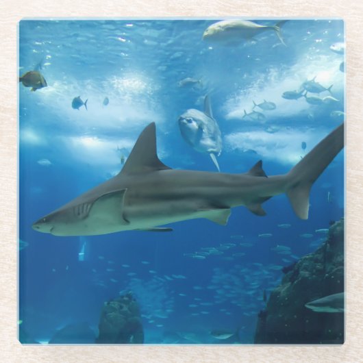 ガラスコアスター – サメ ガラスコースター (正面)