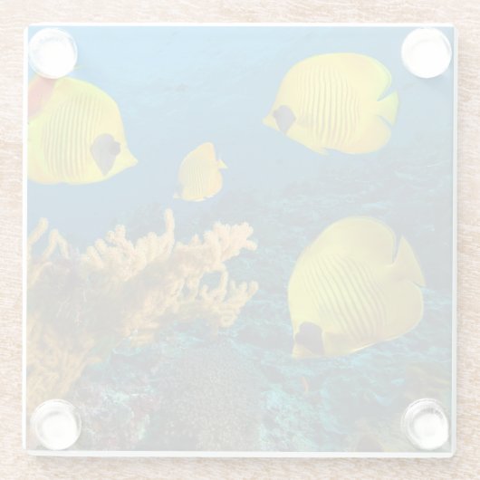 ガラスコースター – 熱帯魚 (裏面)