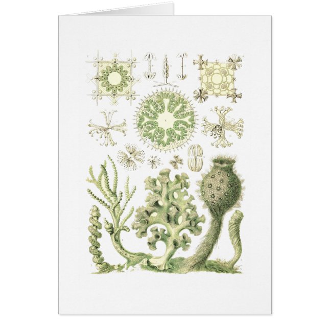 ガラススポンジ (正面)