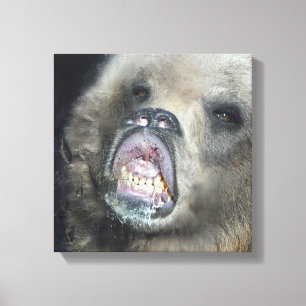 ガラス窓を舐めるおもしろいな灰色グマカブス キャンバスプリント