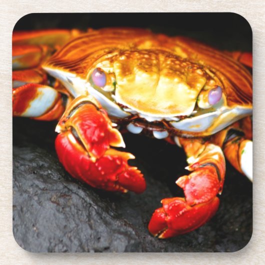 ガラパゴスのカニ コースター (正面)