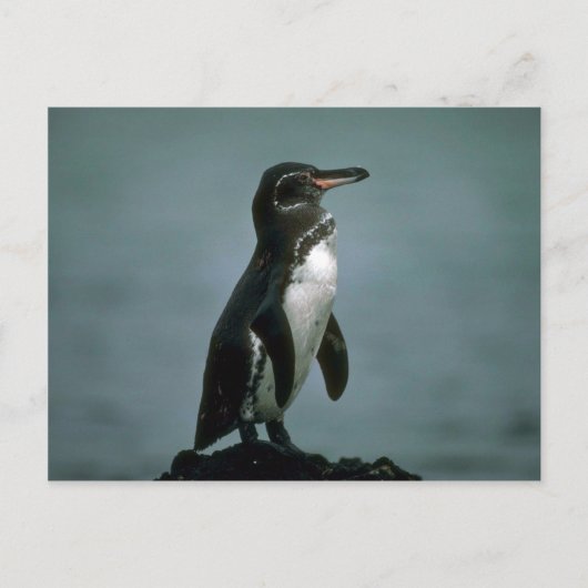 ガラパゴスのペンギン ポストカード (正面)