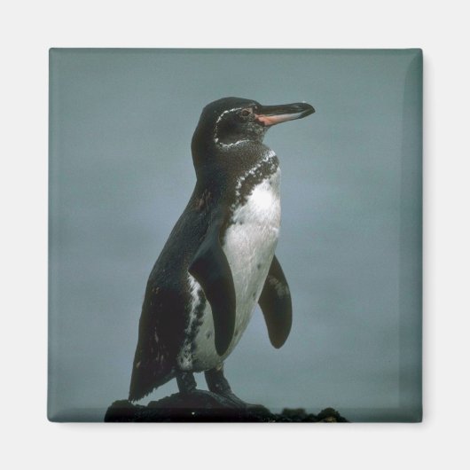 ガラパゴスのペンギン マグネット (正面)