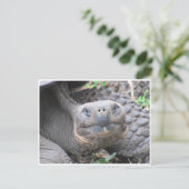 ガラパゴスオオガメ顔 ポストカード (スタンド正面)