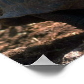 ガラパゴスオオガメ（ドーム型）ワルキン ポスター (角)