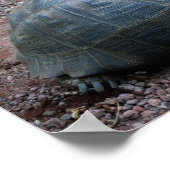 ガラパゴスオオガメ ポスター (角)