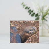 ガラパゴスオオガメ ポストカード (スタンド正面)