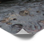 ガラパゴスカニ ポスター (角)