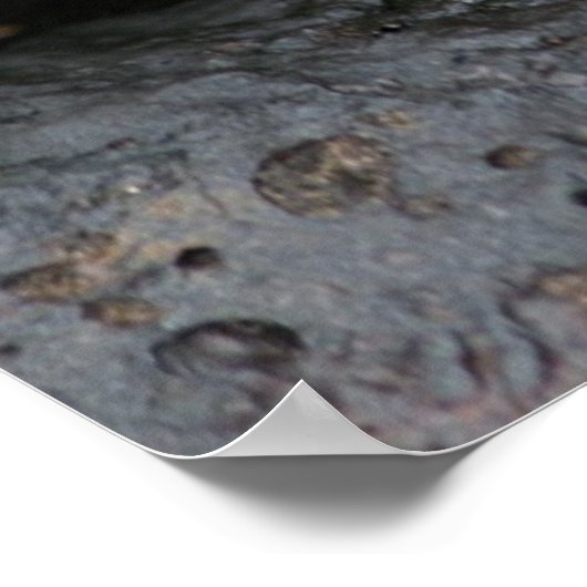 ガラパゴスカニ ポスター (角)