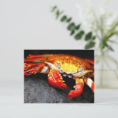 ガラパゴスカニ ポストカード (スタンド正面)