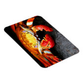 ガラパゴスカニ マグネット (右側)