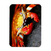 ガラパゴスカニ マグネット (縦)