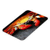 ガラパゴスカニ マグネット (左側)