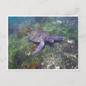 ガラパゴスガメ ポストカード (正面)