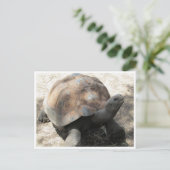 ガラパゴスガメ ポストカード (スタンド正面)