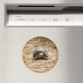 ガラパゴスガメ マグネット (インサイチュ (食洗機))