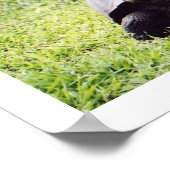 ガラパゴスガメ、大きいのが彼の望み通り ポスター (角)