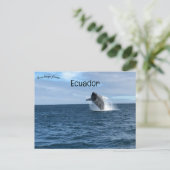 ガラパゴスサンタクルーズエクアドルでのホエールブリーチング ポストカード (スタンド正面)