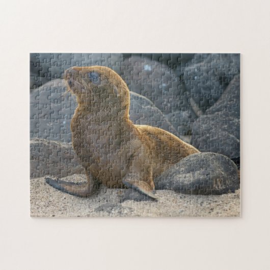 ガラパゴスシーライオン ジグソーパズル (横)