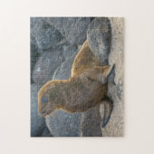 ガラパゴスシーライオン ジグソーパズル (縦)