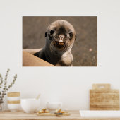 ガラパゴスシーライオン ポスター (キッチン)