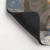 ガラパゴスシーライオン マウスパッド (コーナー)