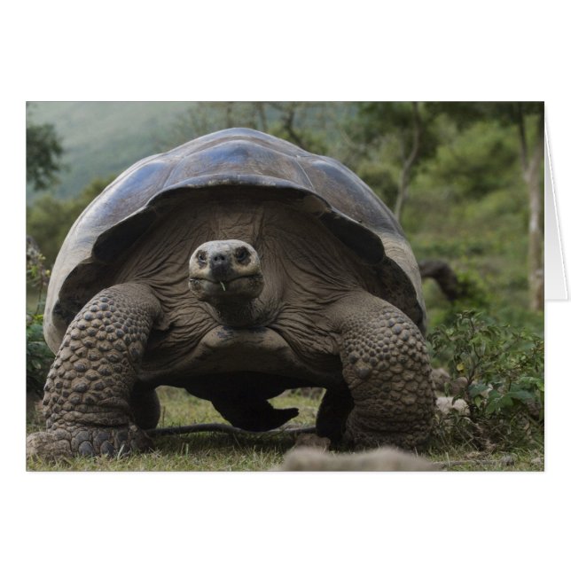 ガラパゴスゾウガメ Geochelone (正面横)