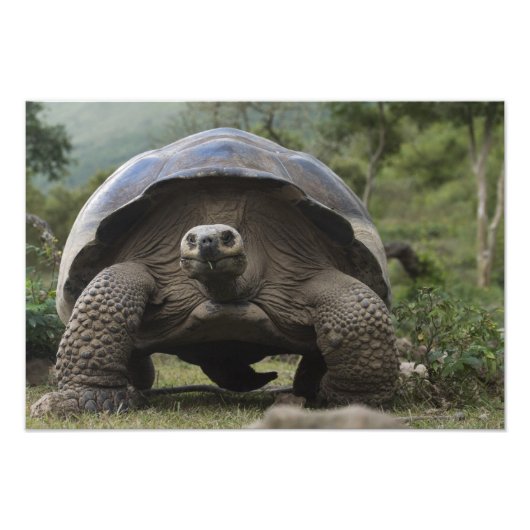 ガラパゴスゾウガメ Geochelone フォトプリント (正面)