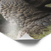 ガラパゴスゾウガメ Geochelone フォトプリント (角)
