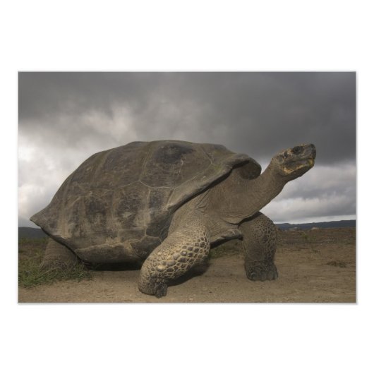ガラパゴスゾウガメ Geochelone フォトプリント (正面)