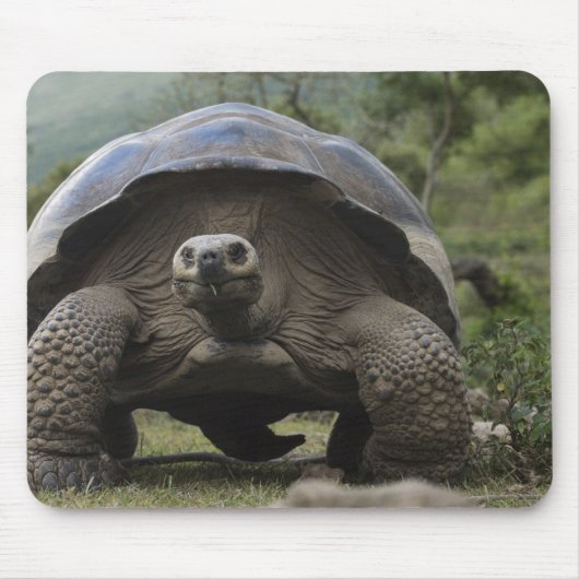 ガラパゴスゾウガメ Geochelone マウスパッド (正面)