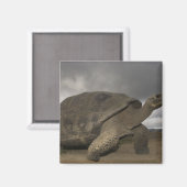 ガラパゴスゾウガメ Geochelone マグネット (正面/裏面)