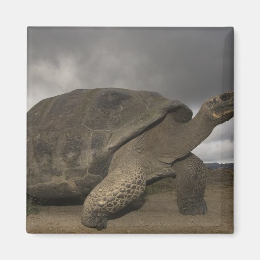 ガラパゴスゾウガメ Geochelone マグネット (正面)