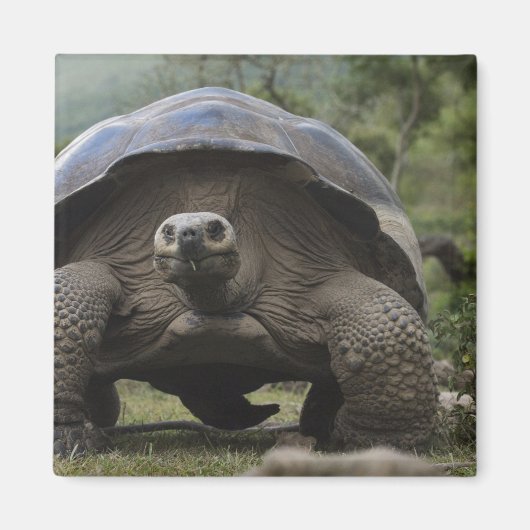ガラパゴスゾウガメ Geochelone マグネット (正面)