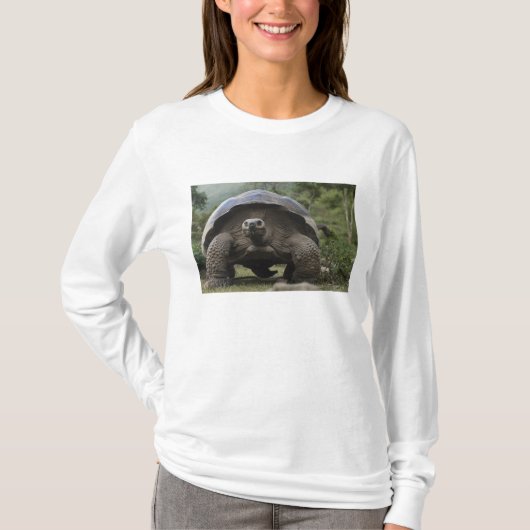 ガラパゴスゾウガメ Geochelone Tシャツ (正面)