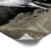 ガラパゴスバーンフクロウ ポスター (角)