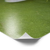 ガラパゴスパッションフラワーパッションフローラフォエティダ フォトプリント (角)