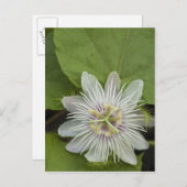 ガラパゴスパッションフラワーパッションフローラフォエティダ ポストカード (正面/裏面)