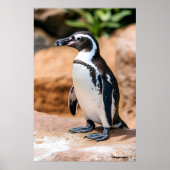 ガラパゴスペンギン ポスター (正面)