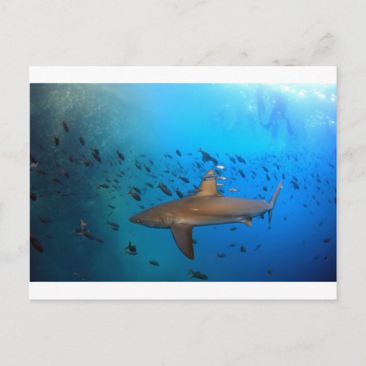 ガラパゴスリーフシャーク ポストカード (正面)