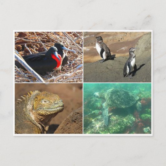 ガラパゴス動物四 ポストカード (正面)