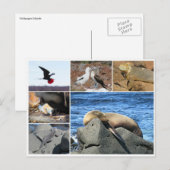 ガラパゴス動物性海ライオン ポストカード (正面/裏面)