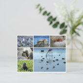 ガラパゴス動物 ポストカード (スタンド正面)