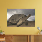 ガラパゴス大亀ジオキロン キャンバスプリント (インサイチュ (リビング))