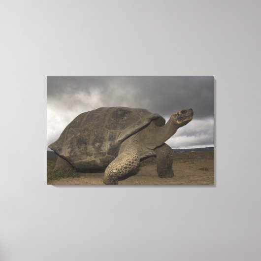 ガラパゴス大亀ジオキロン キャンバスプリント (正面)
