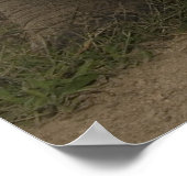 ガラパゴス大亀ジオキロン ポスター (角)